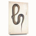 Vintage Animal Art - Retro Snake Illustration Print - Animal Wall Decor