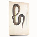 Vintage Animal Art - Retro Snake Illustration Print - Animal Wall Decor