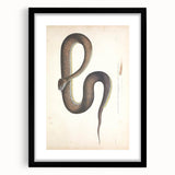 Vintage Animal Art - Retro Snake Illustration Print - Animal Wall Decor