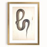 Vintage Animal Art - Retro Snake Illustration Print - Animal Wall Decor