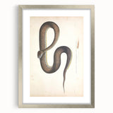 Vintage Animal Art - Retro Snake Illustration Print - Animal Wall Decor