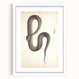 Vintage Animal Art - Retro Snake Illustration Print - Animal Wall Decor