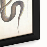 Vintage Animal Art - Retro Snake Illustration Print - Animal Wall Decor
