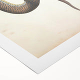 Vintage Animal Art - Retro Snake Illustration Print - Animal Wall Decor
