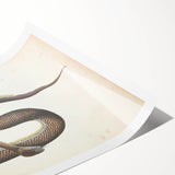 Vintage Animal Art - Retro Snake Illustration Print - Animal Wall Decor