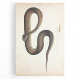 Vintage Animal Art - Retro Snake Illustration Print - Animal Wall Decor