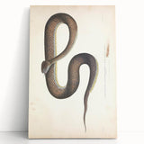 Vintage Animal Art - Retro Snake Illustration Print - Animal Wall Decor
