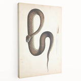 Vintage Animal Art - Retro Snake Illustration Print - Animal Wall Decor