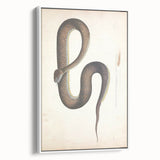 Vintage Animal Art - Retro Snake Illustration Print - Animal Wall Decor