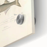 Vintage Animal Art Fish Illustration - Retro Animal Prints for Home
