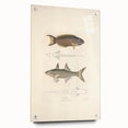 Vintage Animal Art Fish Illustration - Retro Animal Prints for Home