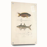 Vintage Animal Art Fish Illustration - Retro Animal Prints for Home
