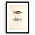 Vintage Animal Art Fish Illustration - Retro Animal Prints for Home