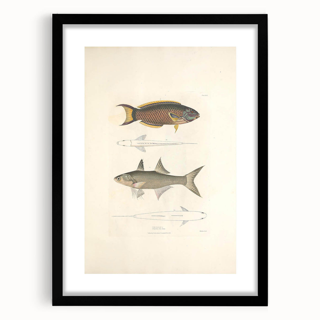 Vintage Animal Art Fish Illustration - Retro Animal Prints for Home
