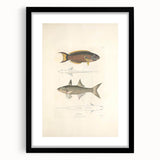 Vintage Animal Art Fish Illustration - Retro Animal Prints for Home