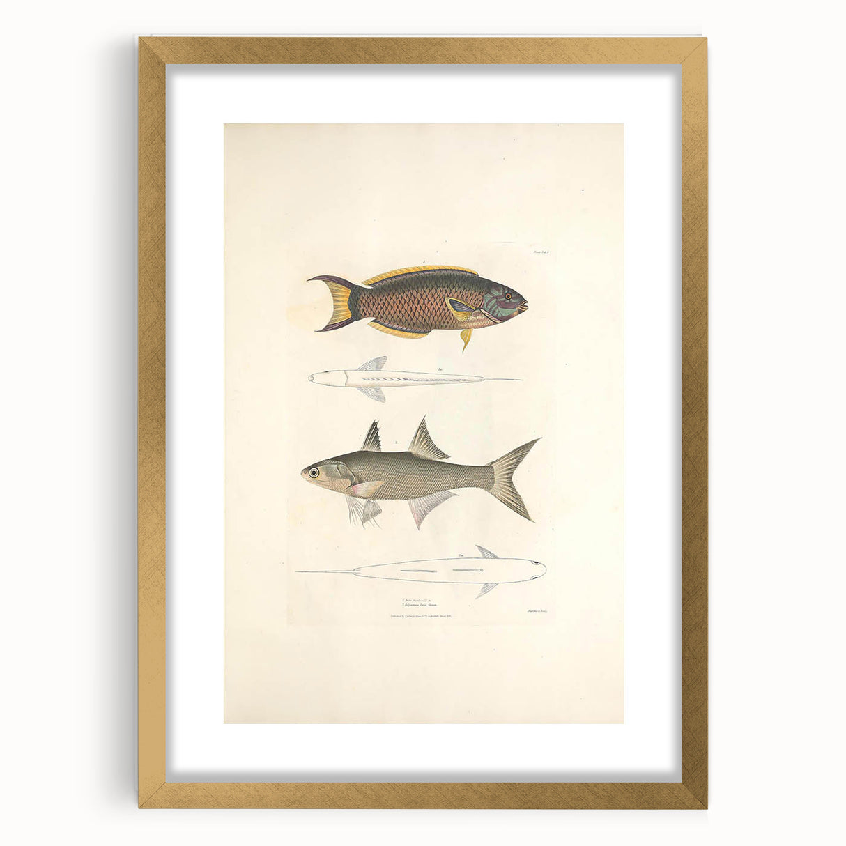 Vintage Animal Art Fish Illustration - Retro Animal Prints for Home