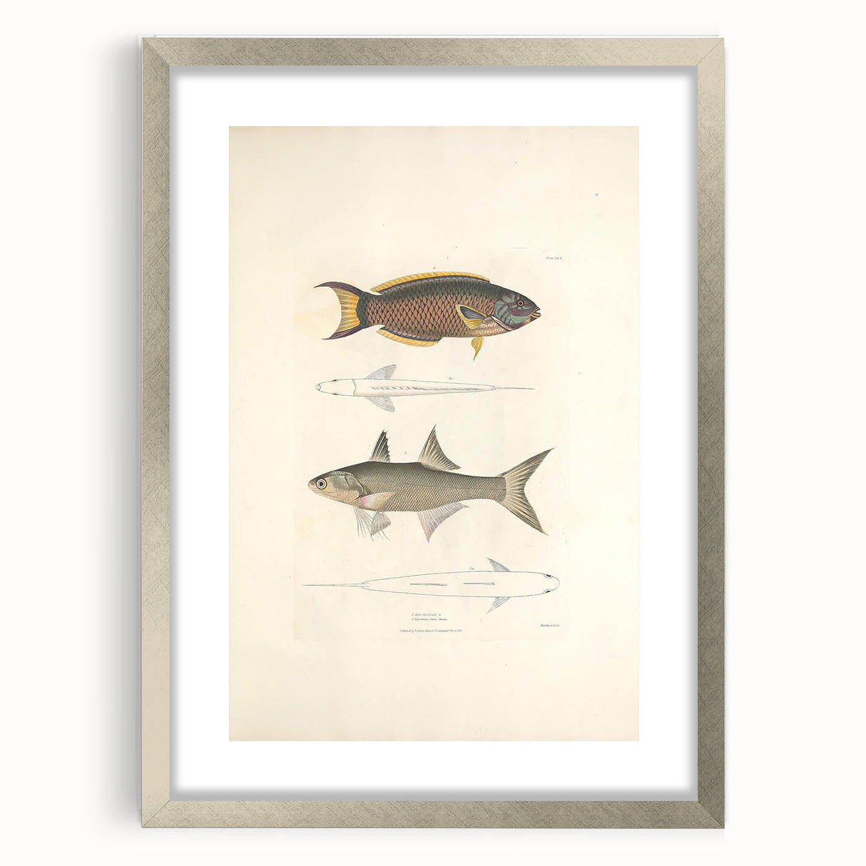 Vintage Animal Art Fish Illustration - Retro Animal Prints for Home