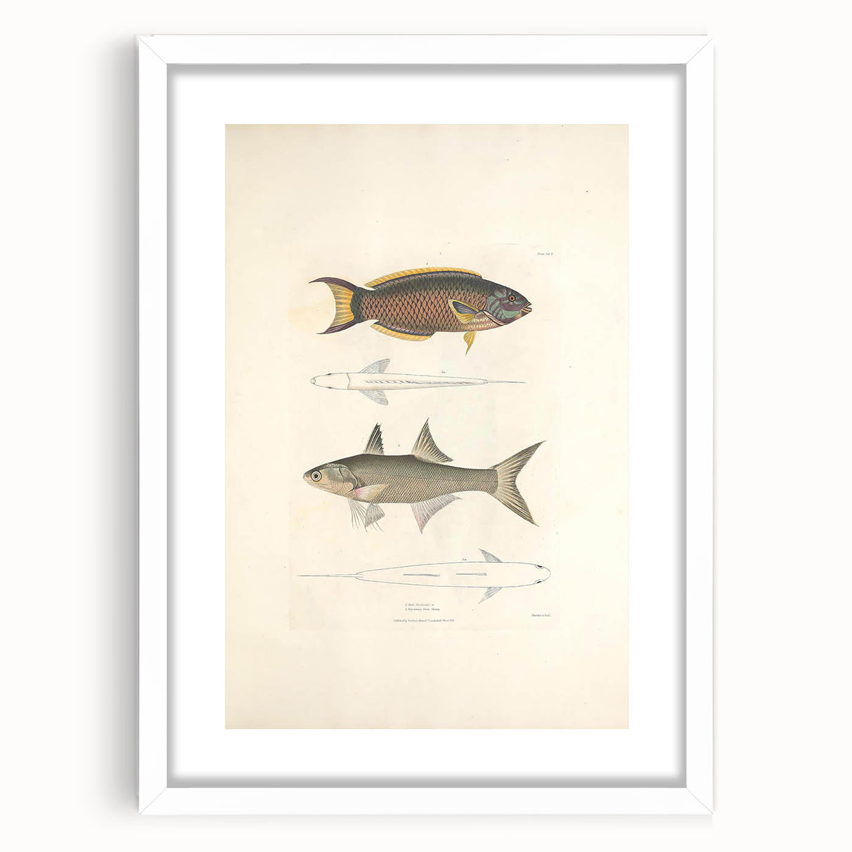 Vintage Animal Art Fish Illustration - Retro Animal Prints for Home