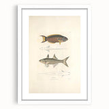 Vintage Animal Art Fish Illustration - Retro Animal Prints for Home