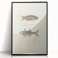 Vintage Animal Art Fish Illustration - Retro Animal Prints for Home