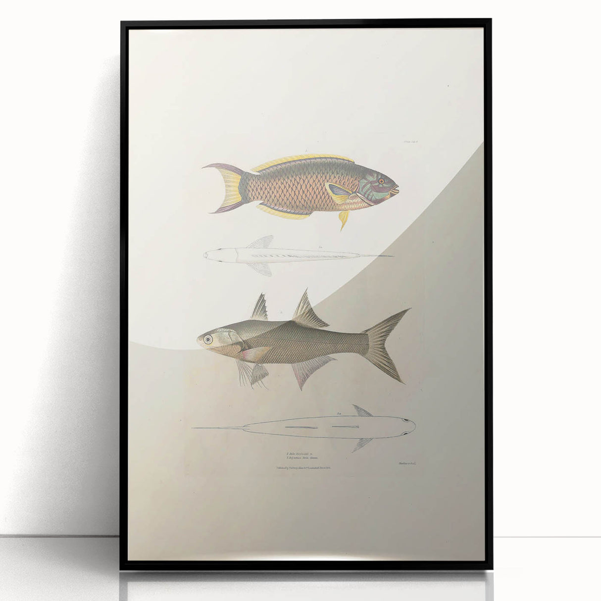 Vintage Animal Art Fish Illustration - Retro Animal Prints for Home
