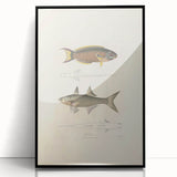 Vintage Animal Art Fish Illustration - Retro Animal Prints for Home