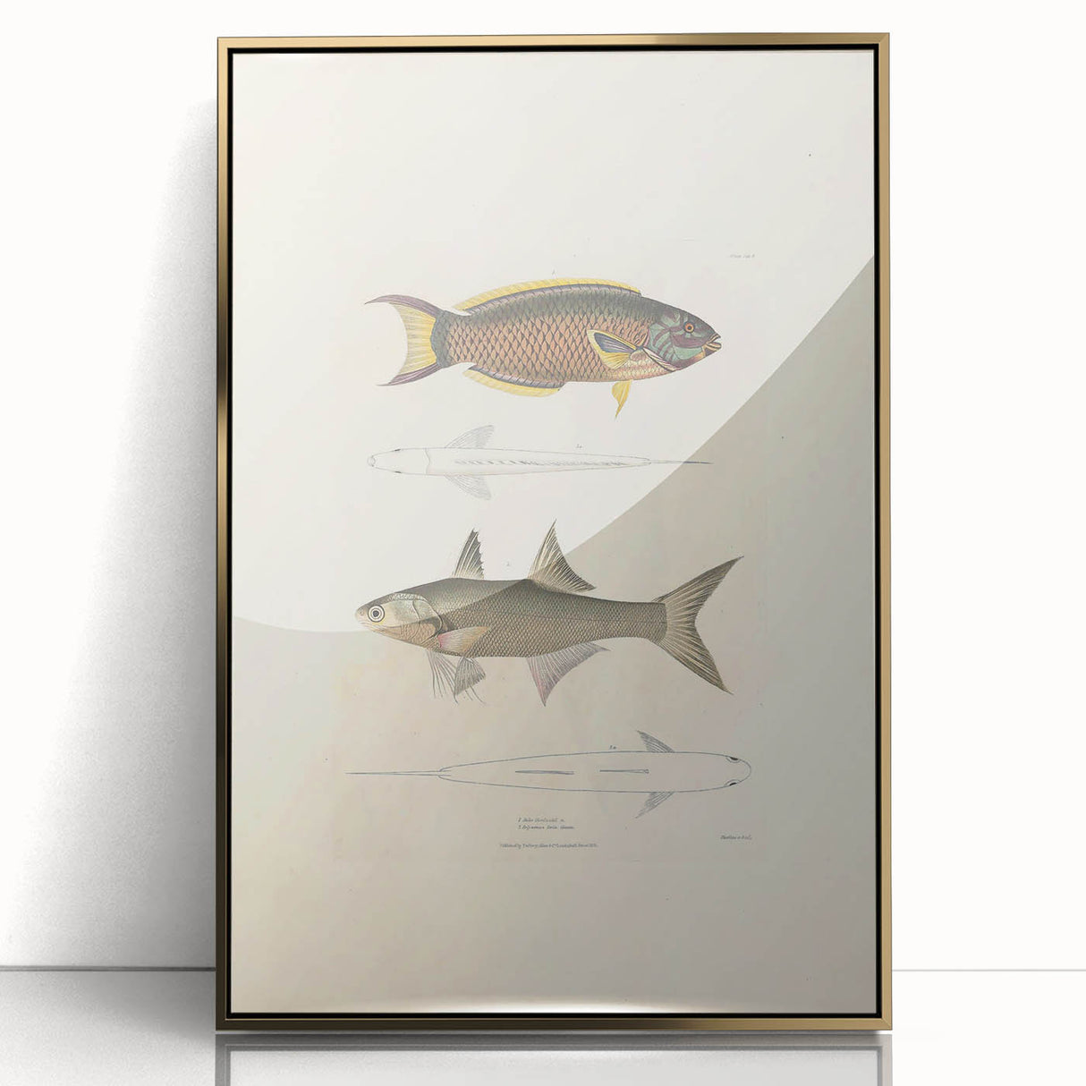 Vintage Animal Art Fish Illustration - Retro Animal Prints for Home