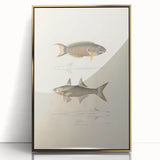Vintage Animal Art Fish Illustration - Retro Animal Prints for Home