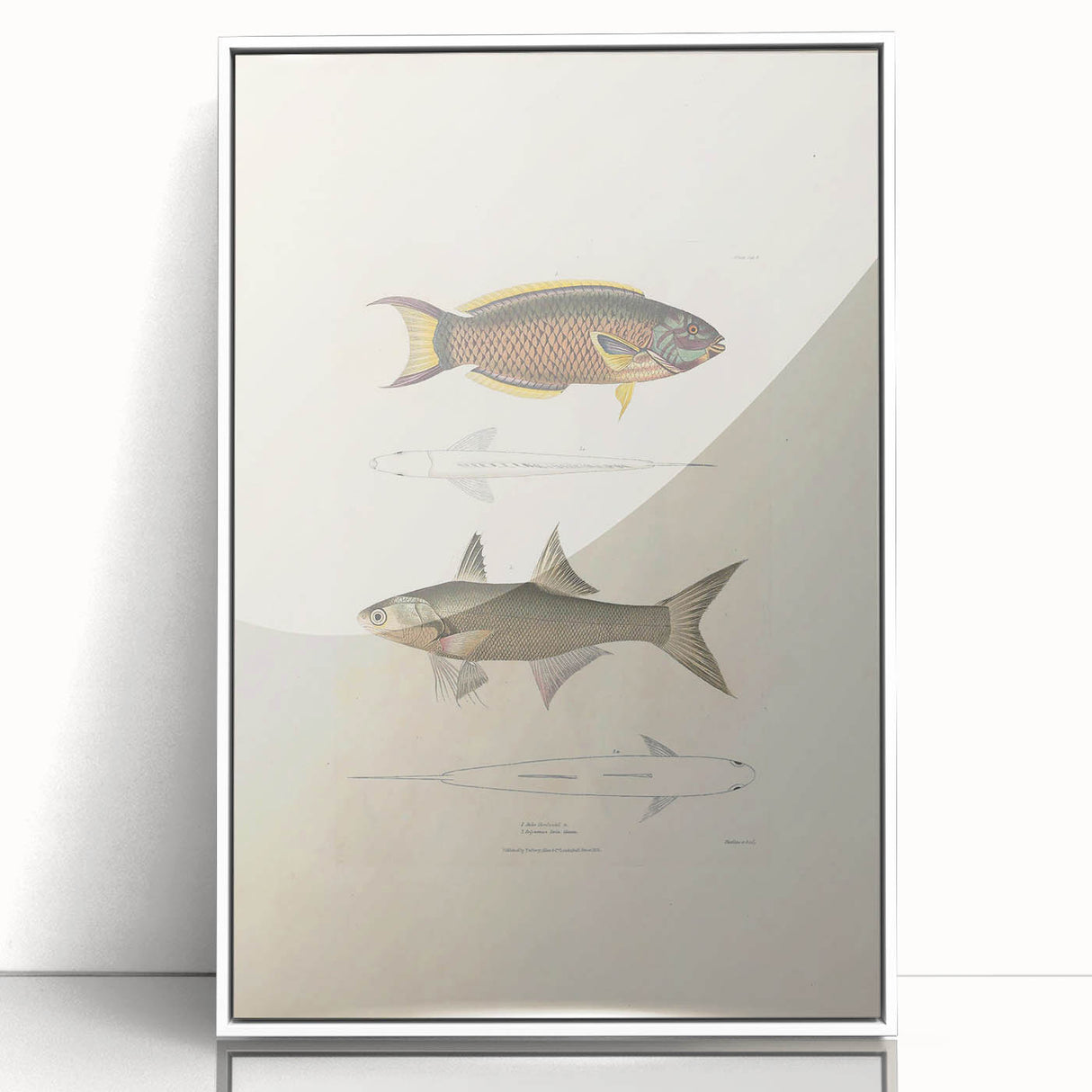 Vintage Animal Art Fish Illustration - Retro Animal Prints for Home