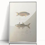 Vintage Animal Art Fish Illustration - Retro Animal Prints for Home