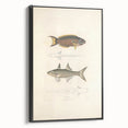 Vintage Animal Art Fish Illustration - Retro Animal Prints for Home