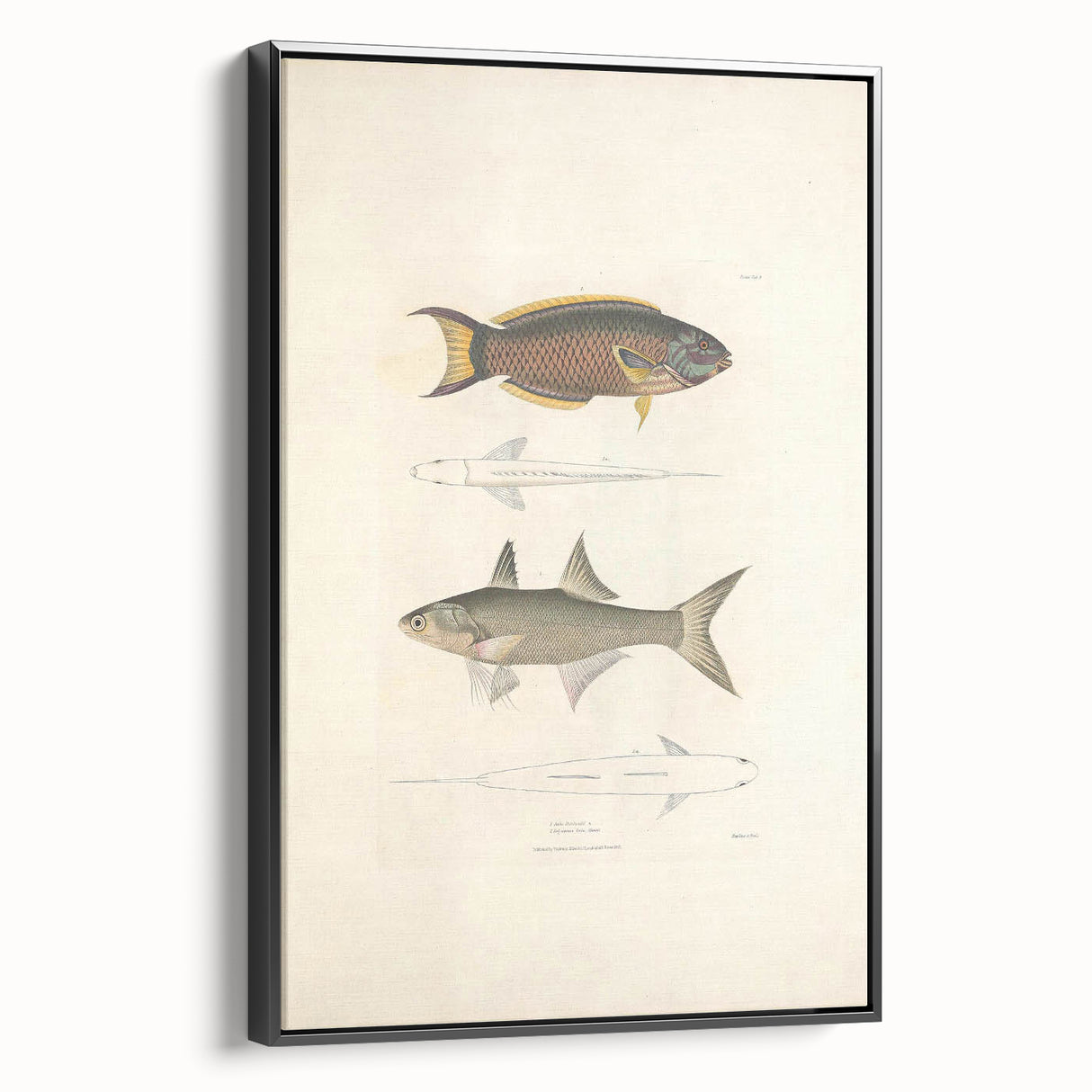 Vintage Animal Art Fish Illustration - Retro Animal Prints for Home