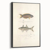 Vintage Animal Art Fish Illustration - Retro Animal Prints for Home