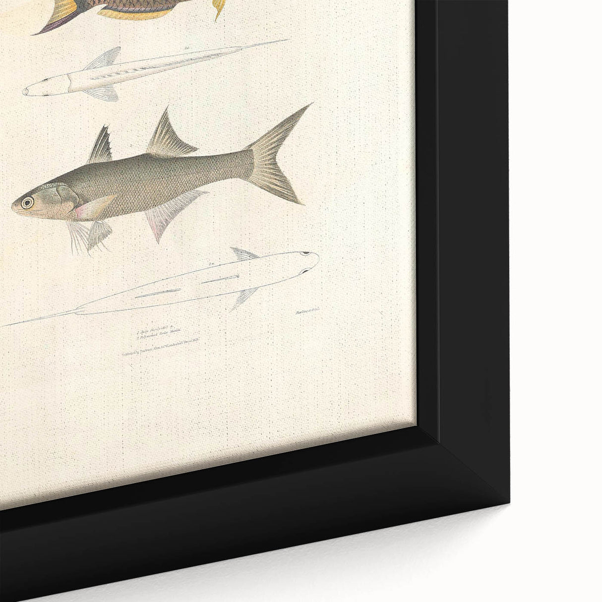 Vintage Animal Art Fish Illustration - Retro Animal Prints for Home
