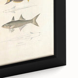 Vintage Animal Art Fish Illustration - Retro Animal Prints for Home
