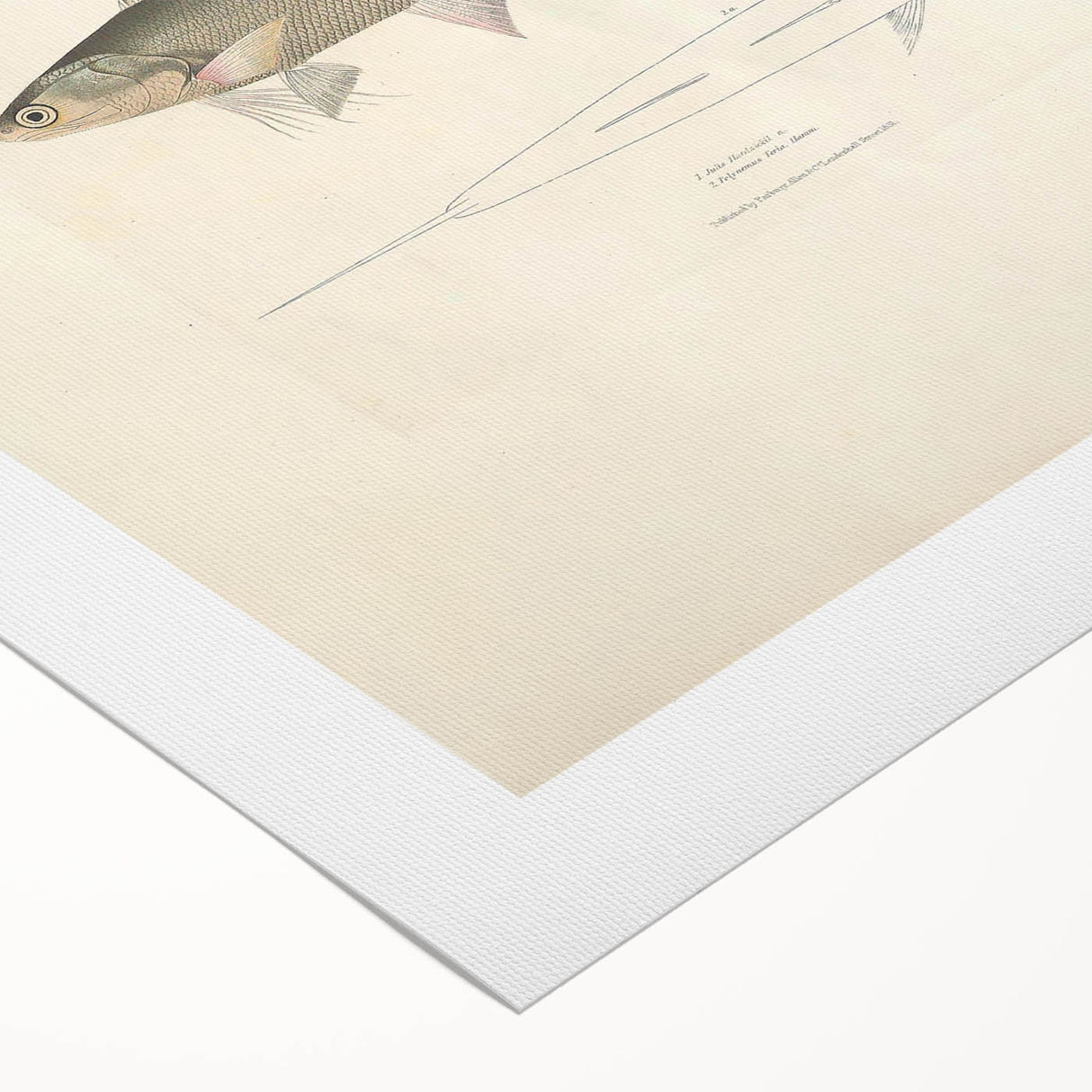 Vintage Animal Art Fish Illustration - Retro Animal Prints for Home