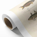 Vintage Animal Art Fish Illustration - Retro Animal Prints for Home