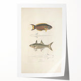 Vintage Animal Art Fish Illustration - Retro Animal Prints for Home