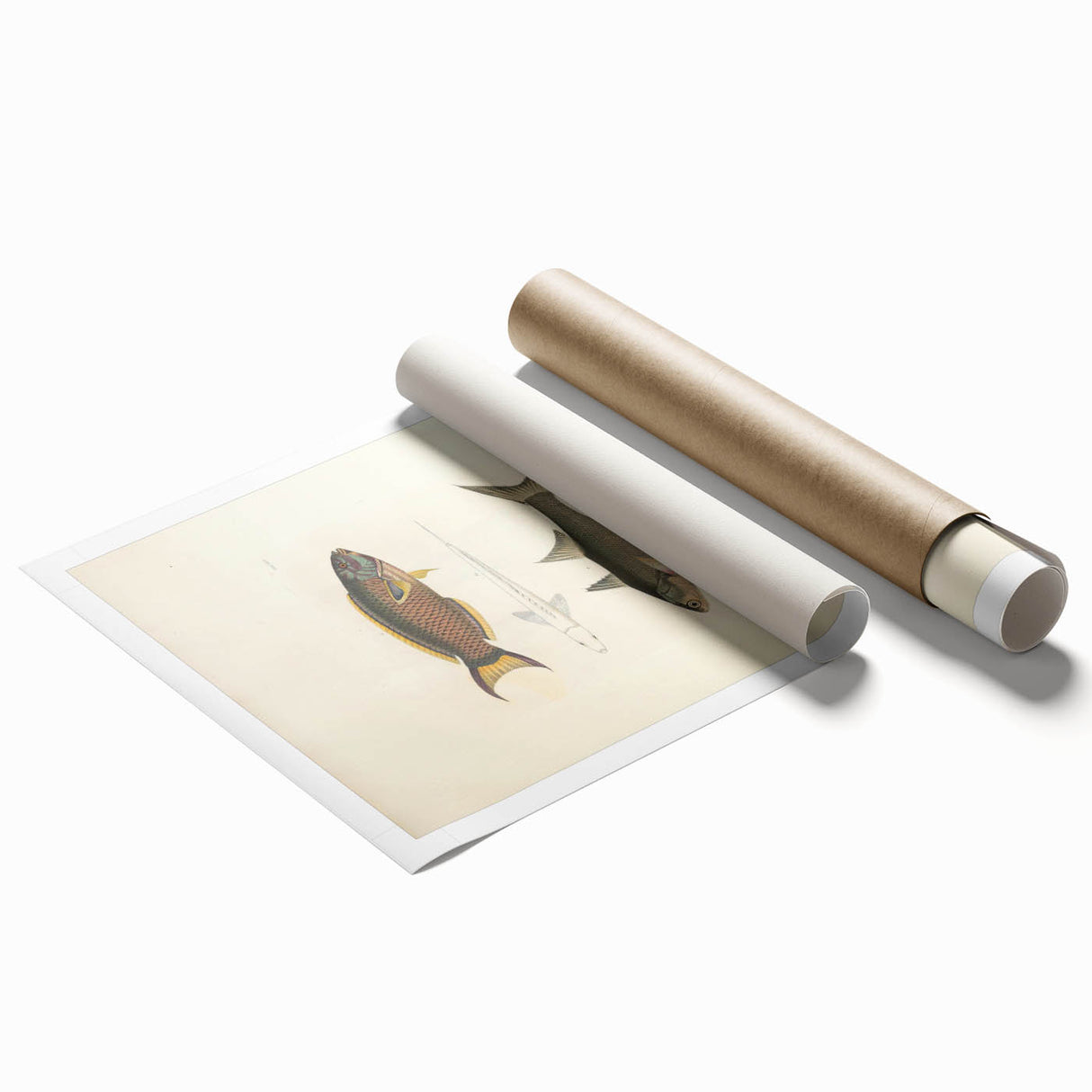 Vintage Animal Art Fish Illustration - Retro Animal Prints for Home