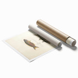 Vintage Animal Art Fish Illustration - Retro Animal Prints for Home