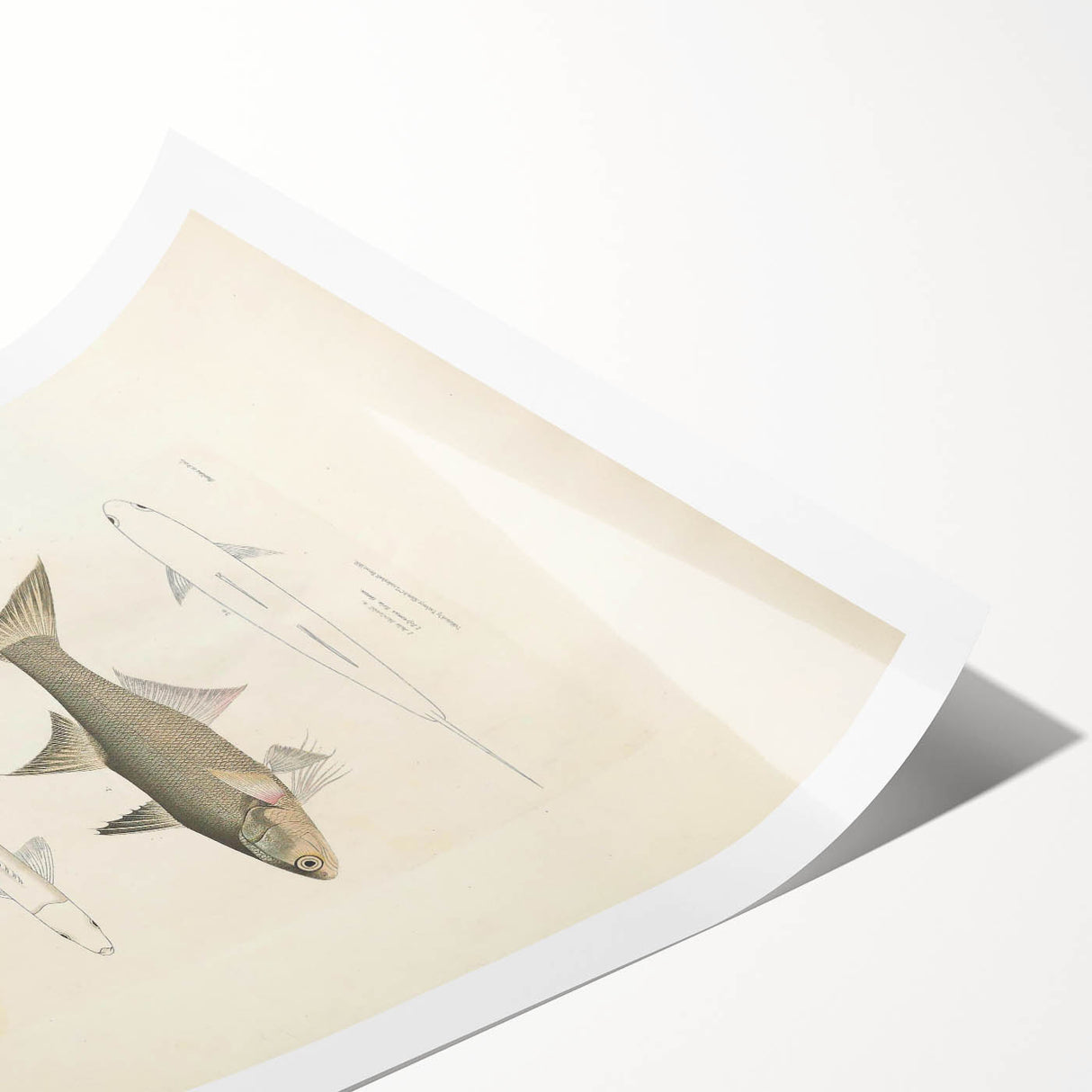 Vintage Animal Art Fish Illustration - Retro Animal Prints for Home