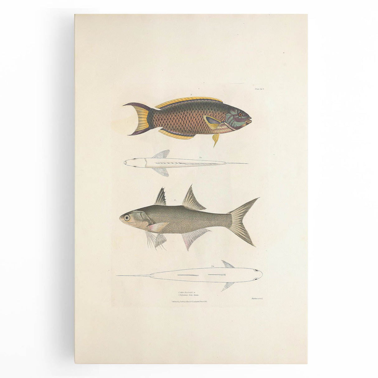 Vintage Animal Art Fish Illustration - Retro Animal Prints for Home