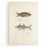 Vintage Animal Art Fish Illustration - Retro Animal Prints for Home