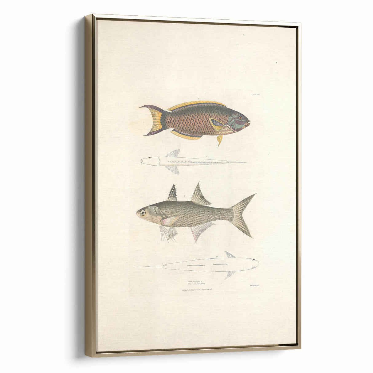 Vintage Animal Art Fish Illustration - Retro Animal Prints for Home