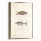 Vintage Animal Art Fish Illustration - Retro Animal Prints for Home