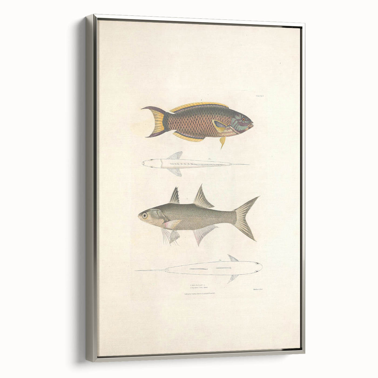 Vintage Animal Art Fish Illustration - Retro Animal Prints for Home