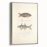 Vintage Animal Art Fish Illustration - Retro Animal Prints for Home