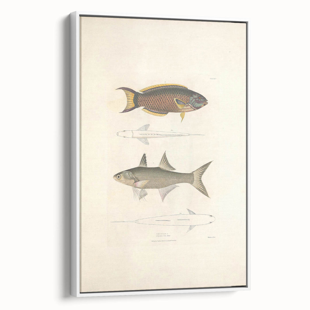Vintage Animal Art Fish Illustration - Retro Animal Prints for Home