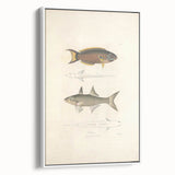 Vintage Animal Art Fish Illustration - Retro Animal Prints for Home