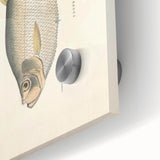 Vintage Animal Art: Allied Herring Illustration Art Prints